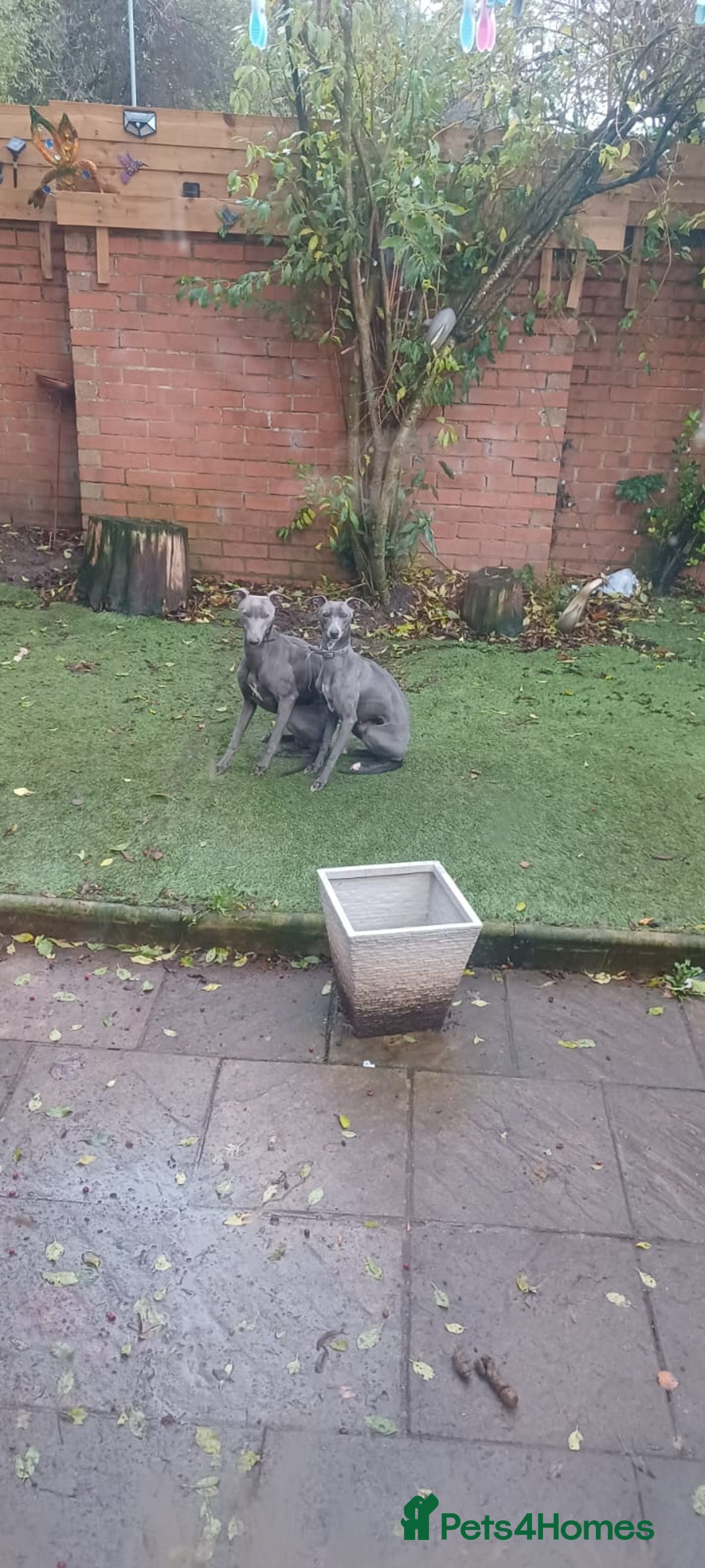 Whippet dogs for sale: Whippet  - Advert 1