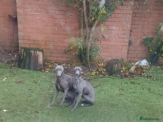 Whippet dogs Whippet - Advert 16