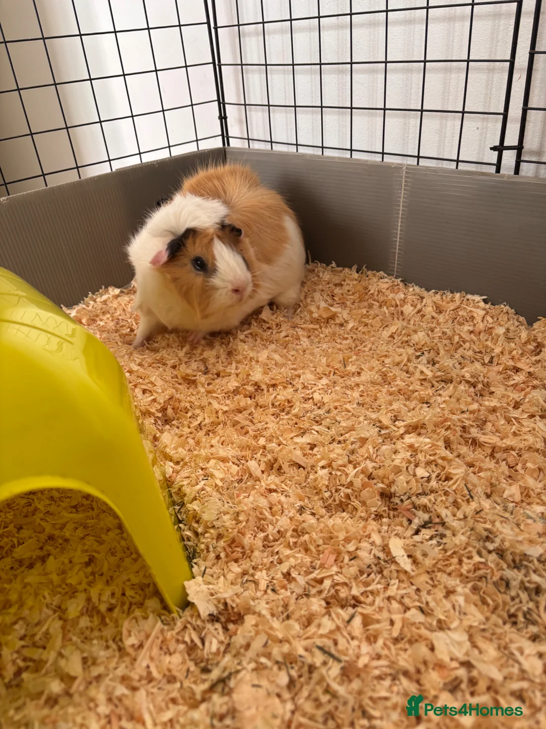 Guinea Pig rodents for sale: 2 male guinea pigs for rehoming  in Croydon - Advert 7