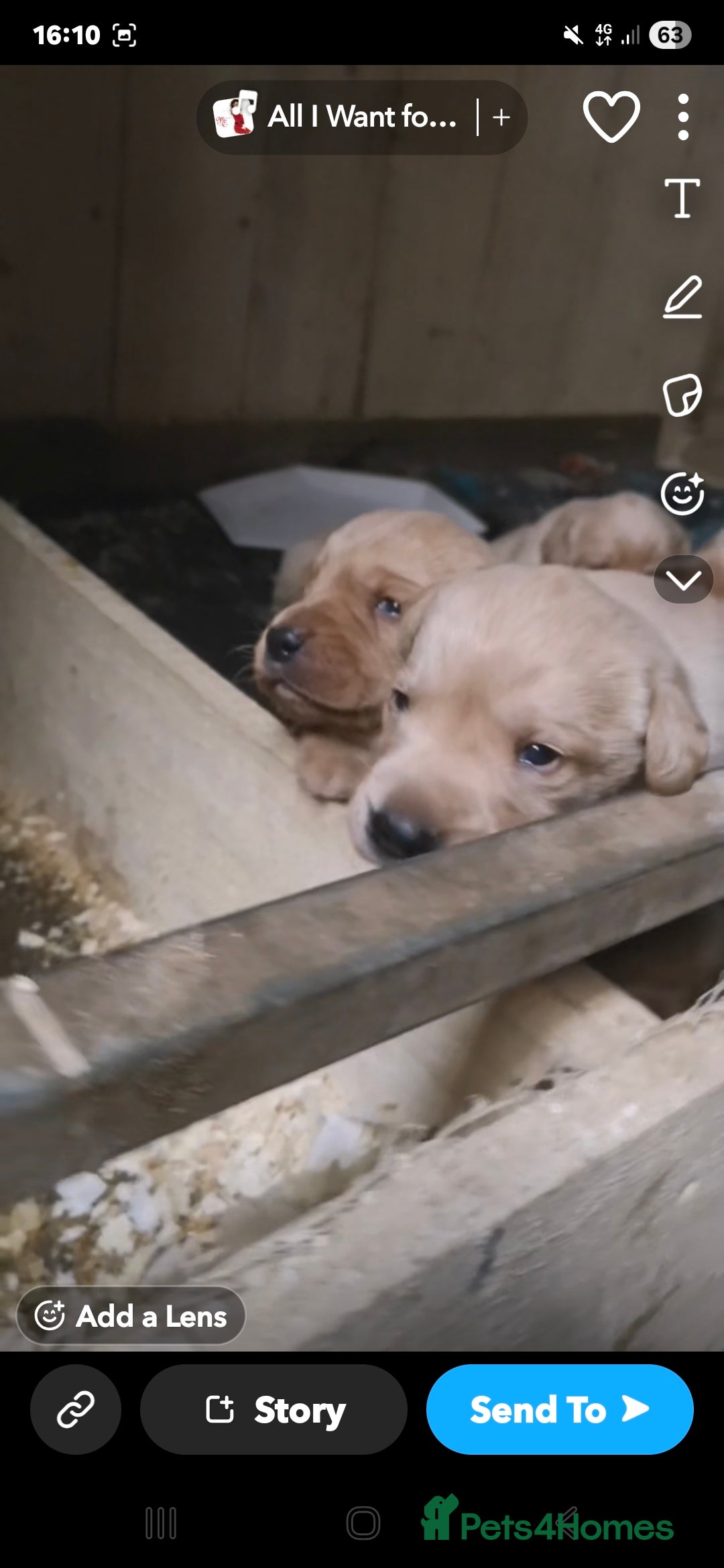 Labrador Retriever dogs for sale: Labrador puppies - Advert 4