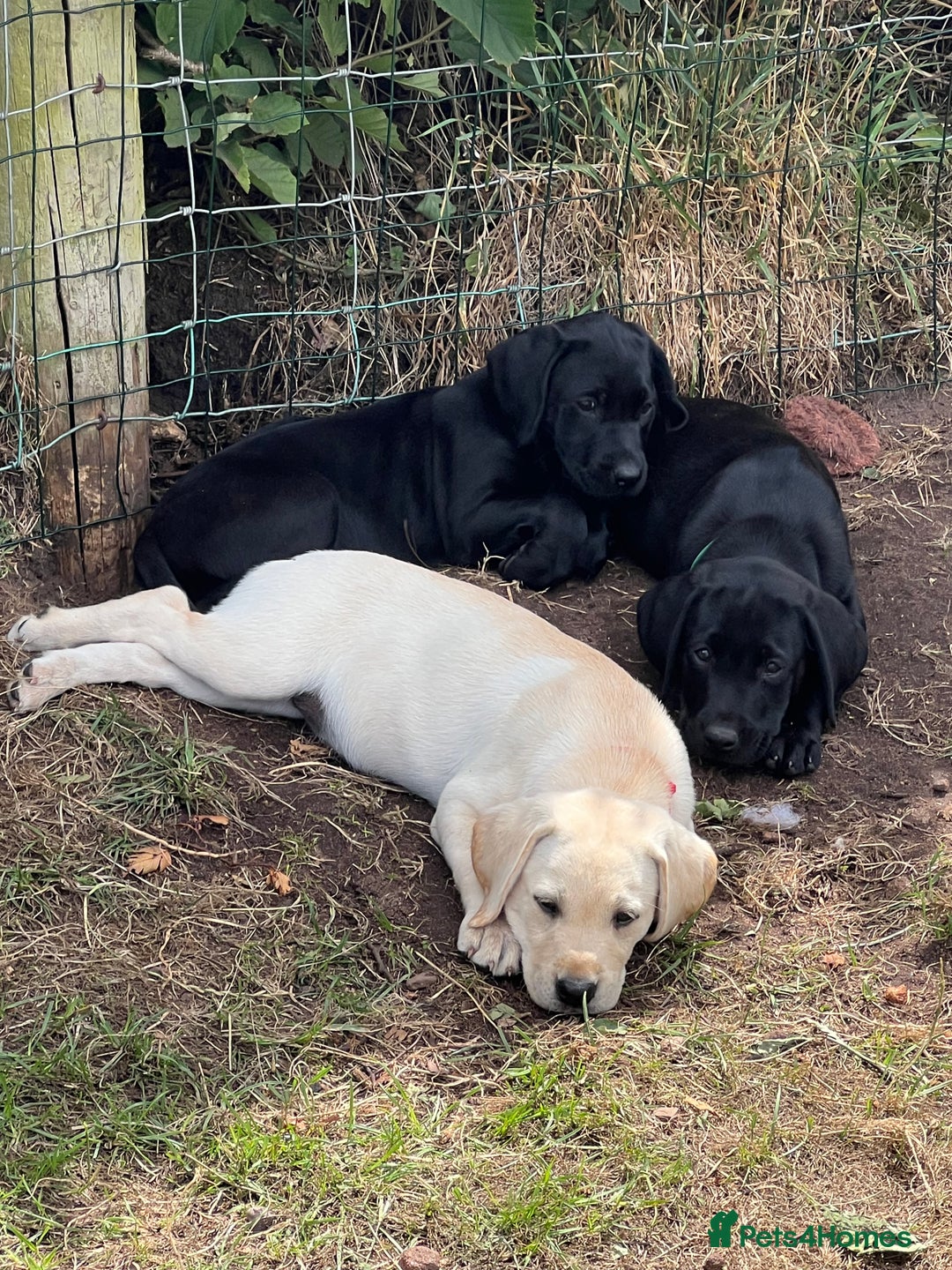 Labrador Retriever dogs for sale: 🐾Ready Now🐾Black Male FTCH Pedigree Forward Pups - Image 28