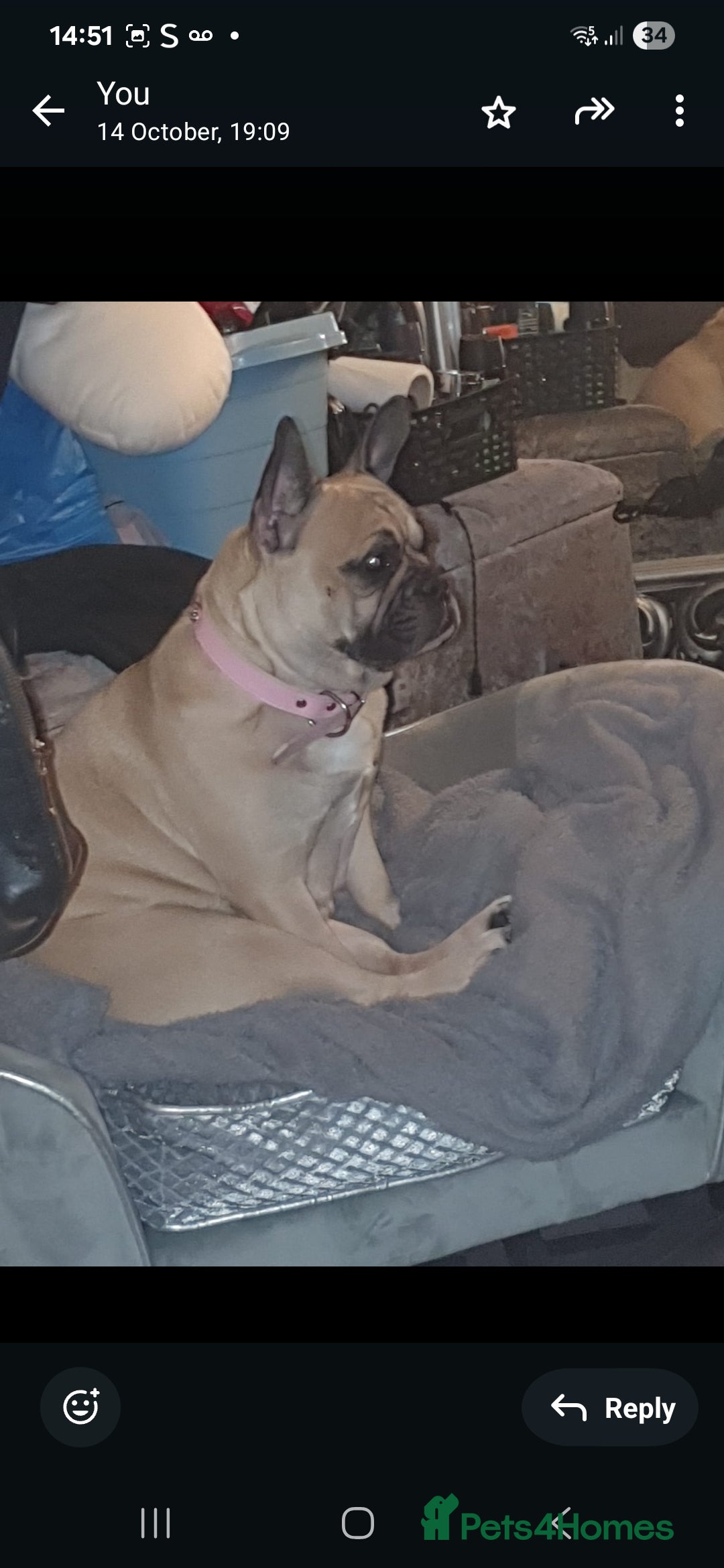 French Bulldog dogs for sale: French bulldog girl 3 years old - Image 2