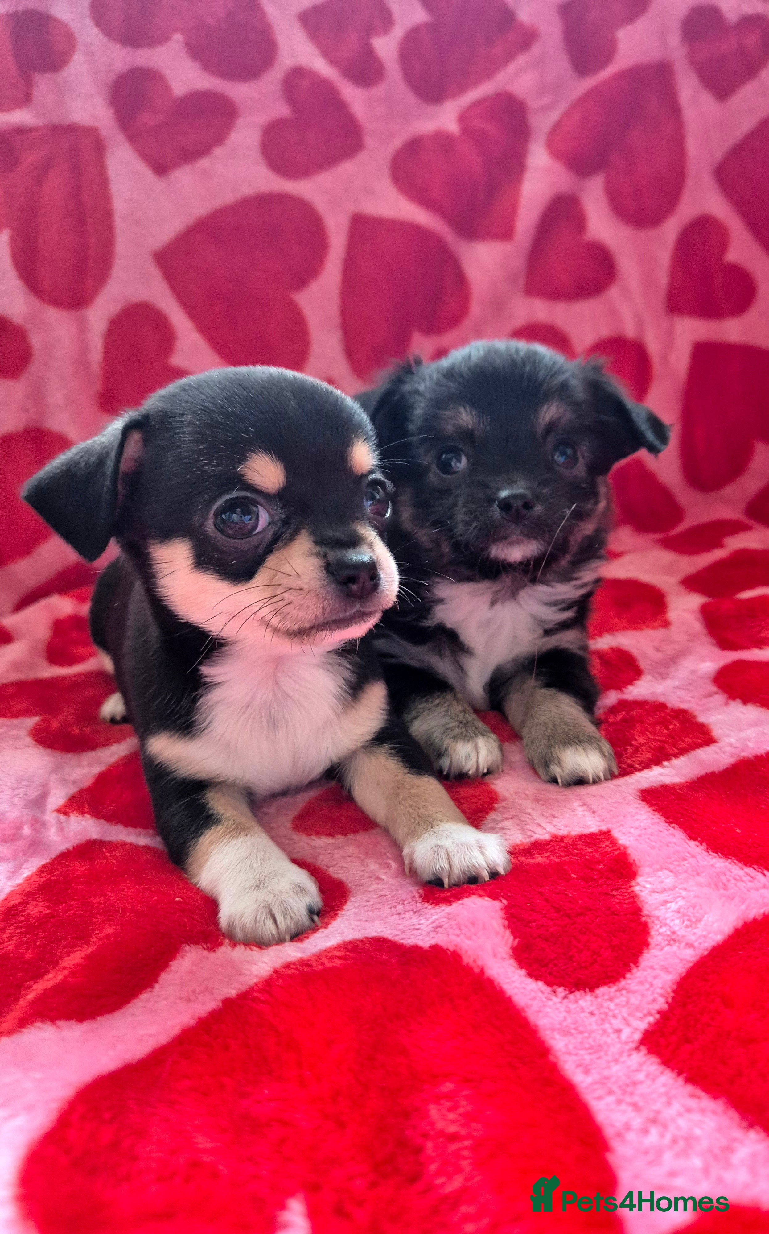 Chihuahua dogs Beautiful chihuahua puppies  - Advert 13