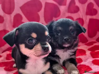 Chihuahua dogs Beautiful chihuahua puppies - Advert 13