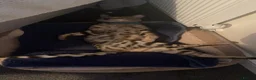 Bengal cats for sale: Silver male Bengal cat  - Advert 7