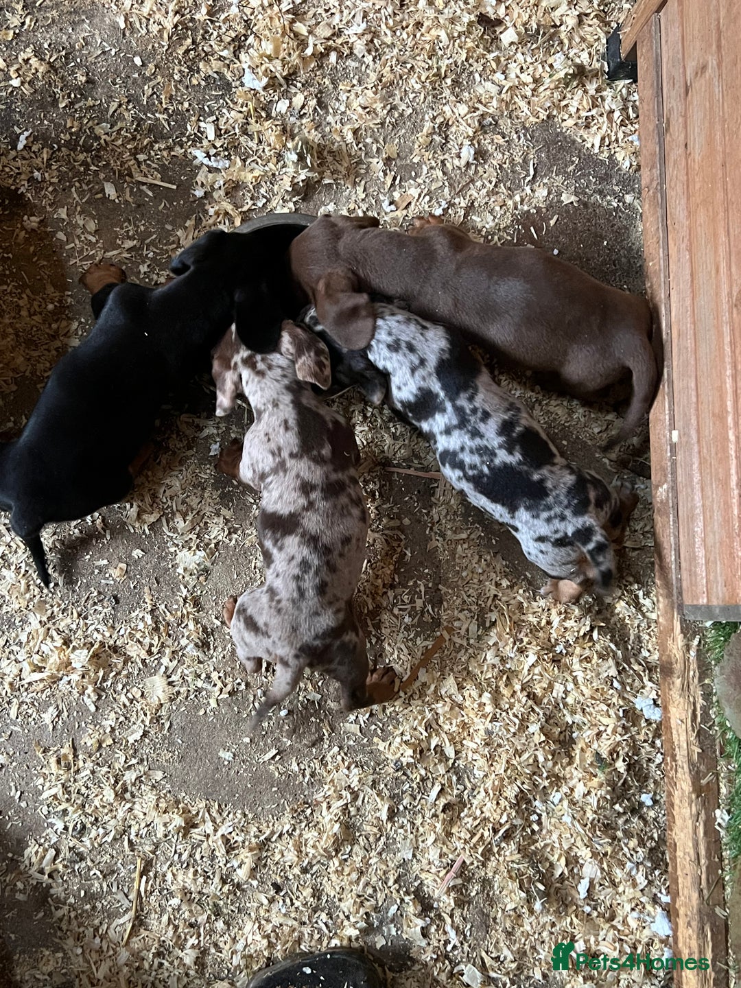 Dachshund dogs for sale: Miniature dachshund - Image 9