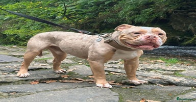 Olde English Bulldogge dogs - Advert 11