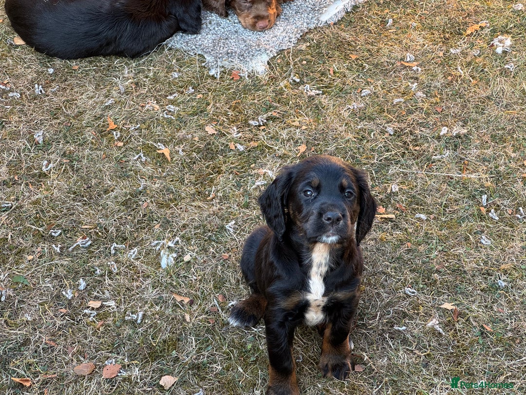 Cocker Spaniel dogs for sale: Working cocker spaniels  - Image 10