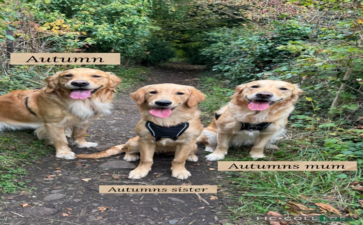 Golden Retriever dogs - Advert 1