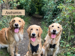 Golden Retriever dogs - Advert 1