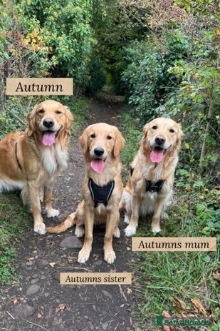 Golden Retriever dogs - Advert 12