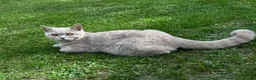 British Shorthair cats for sale: Lilac BSH boy and girl  - Advert 10