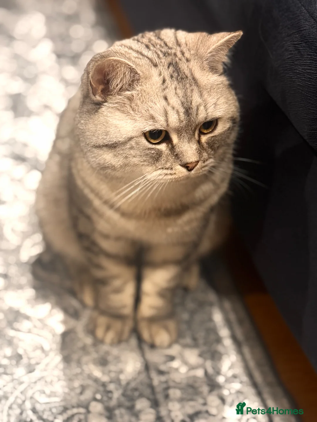 British Shorthair cats for sale: Loving 2Year Old Tyler Looking for a New Home 🐾 - Advert 2