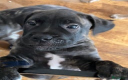 Mixed Breed dogs for sale: Beautiful Presa Mix Pups  - Image 6