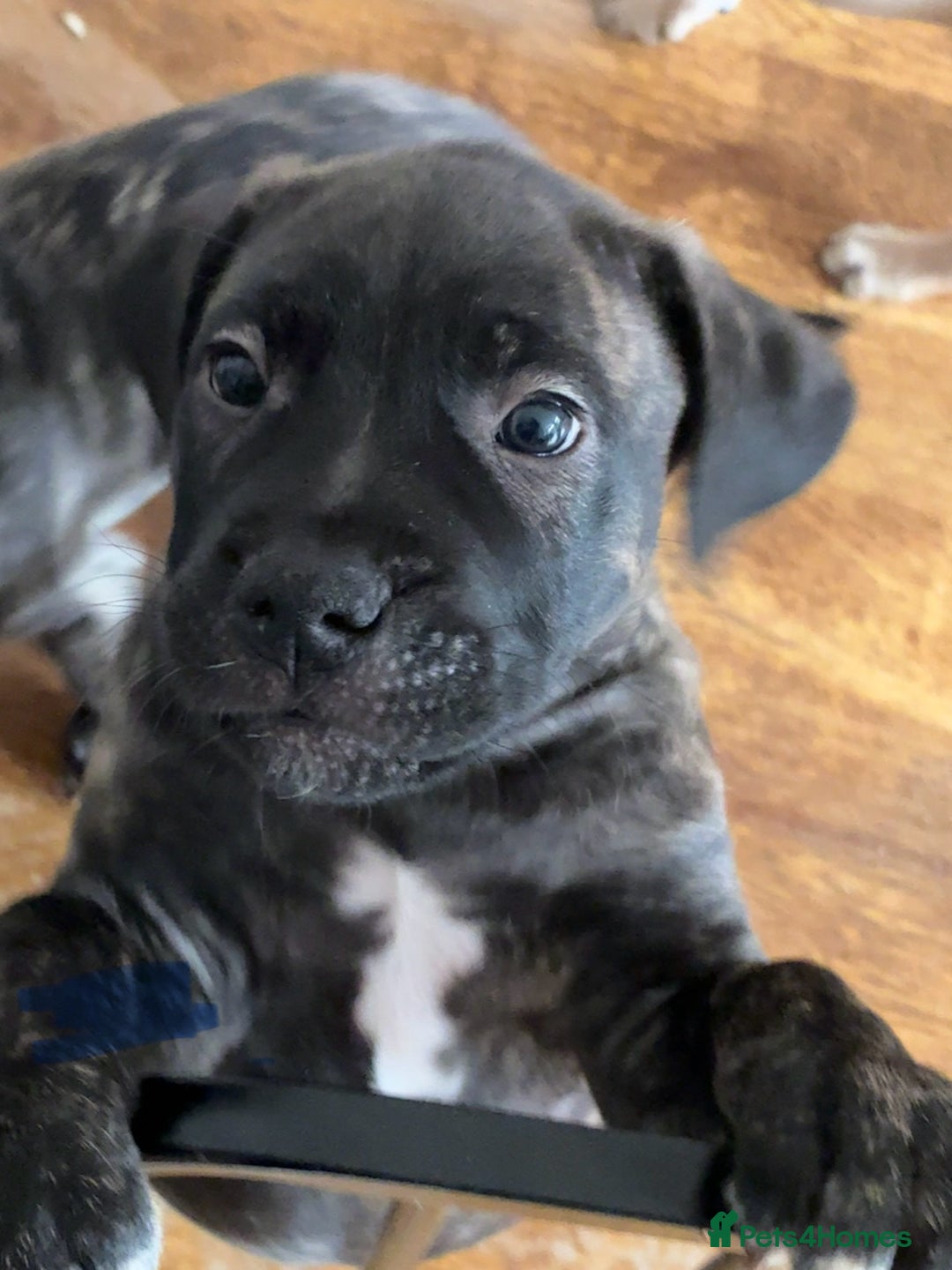 Mixed Breed dogs for sale: Beautiful Presa Mix Pups  - Image 6