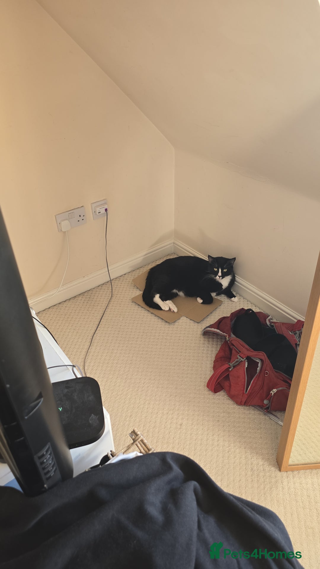 Domestic Shorthair cats for sale: Callie & Clive - Image 10