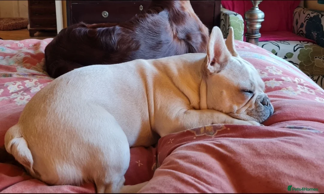French Bulldog dogs for sale: Pedigree French Bulldog Girl 2yr. - Advert 1