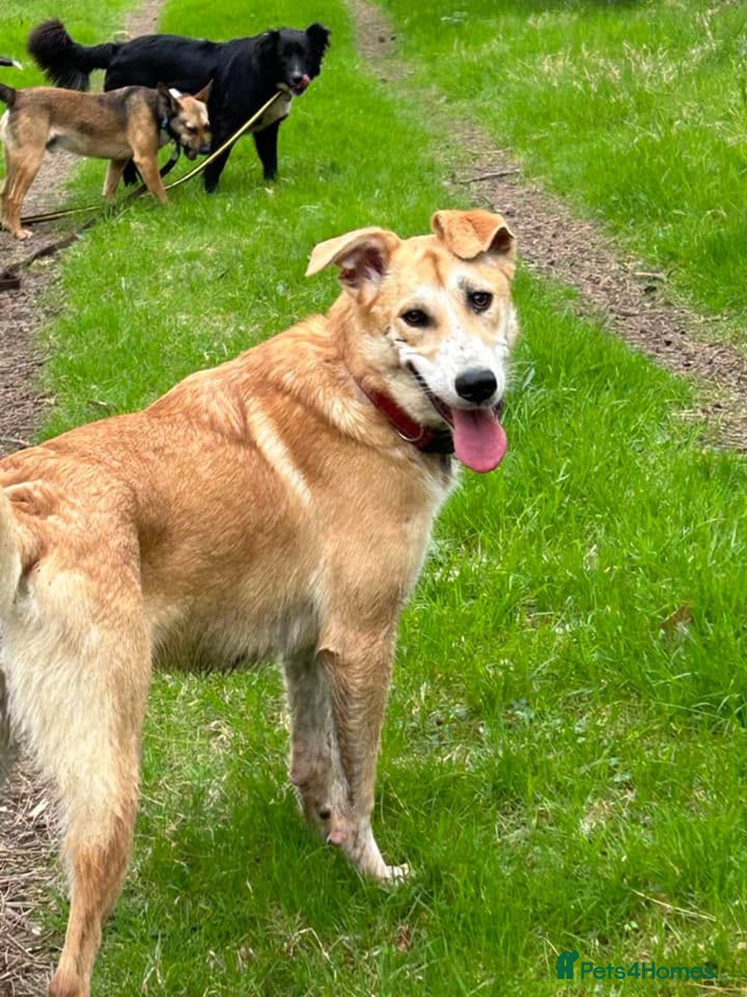 Mixed Breed dogs for adoption: Cristina - Norwich Norfolk  - Image 17