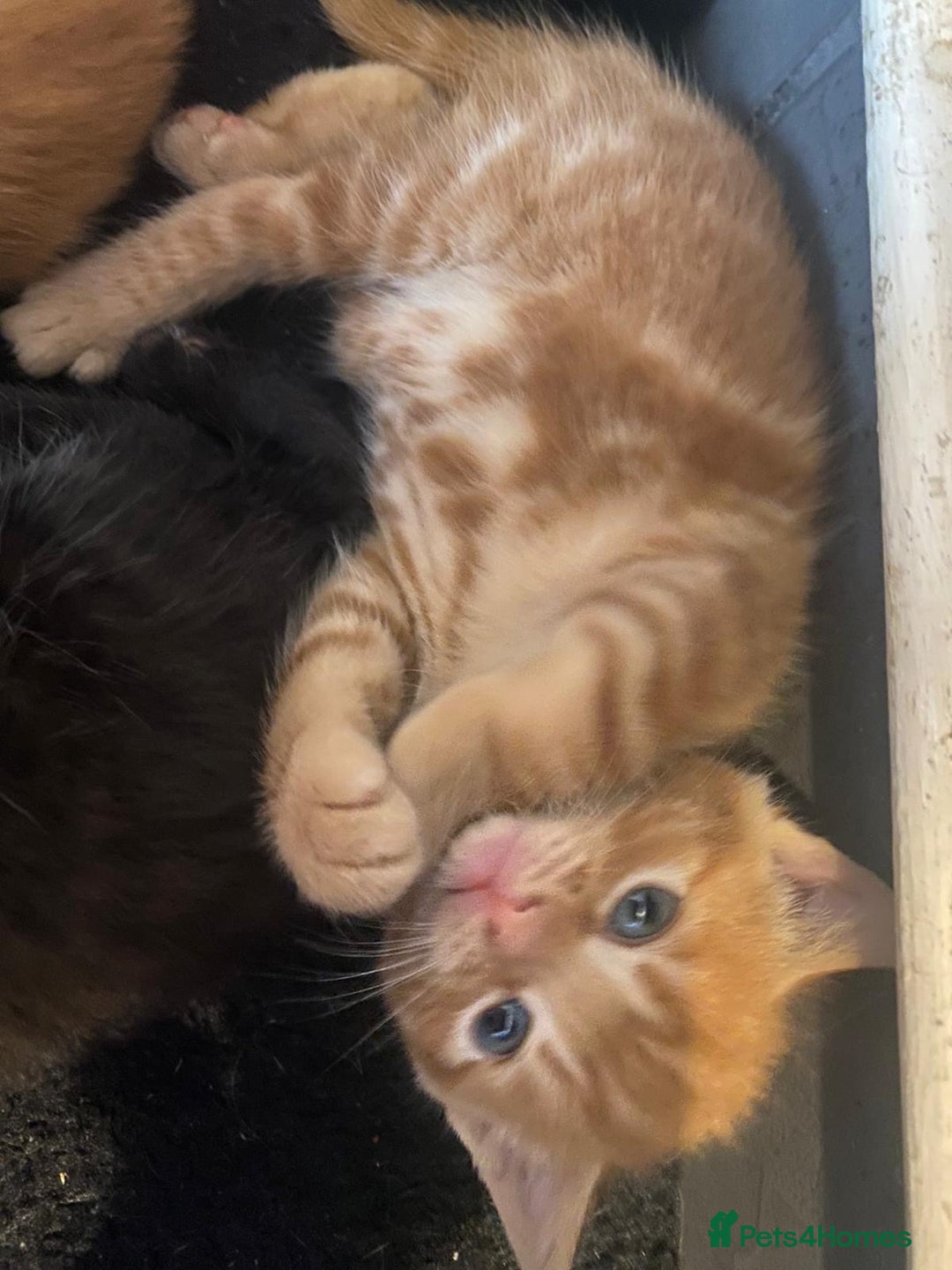 British Shorthair cats for sale: Lovely kittens soon ready for their forever home - Image 1