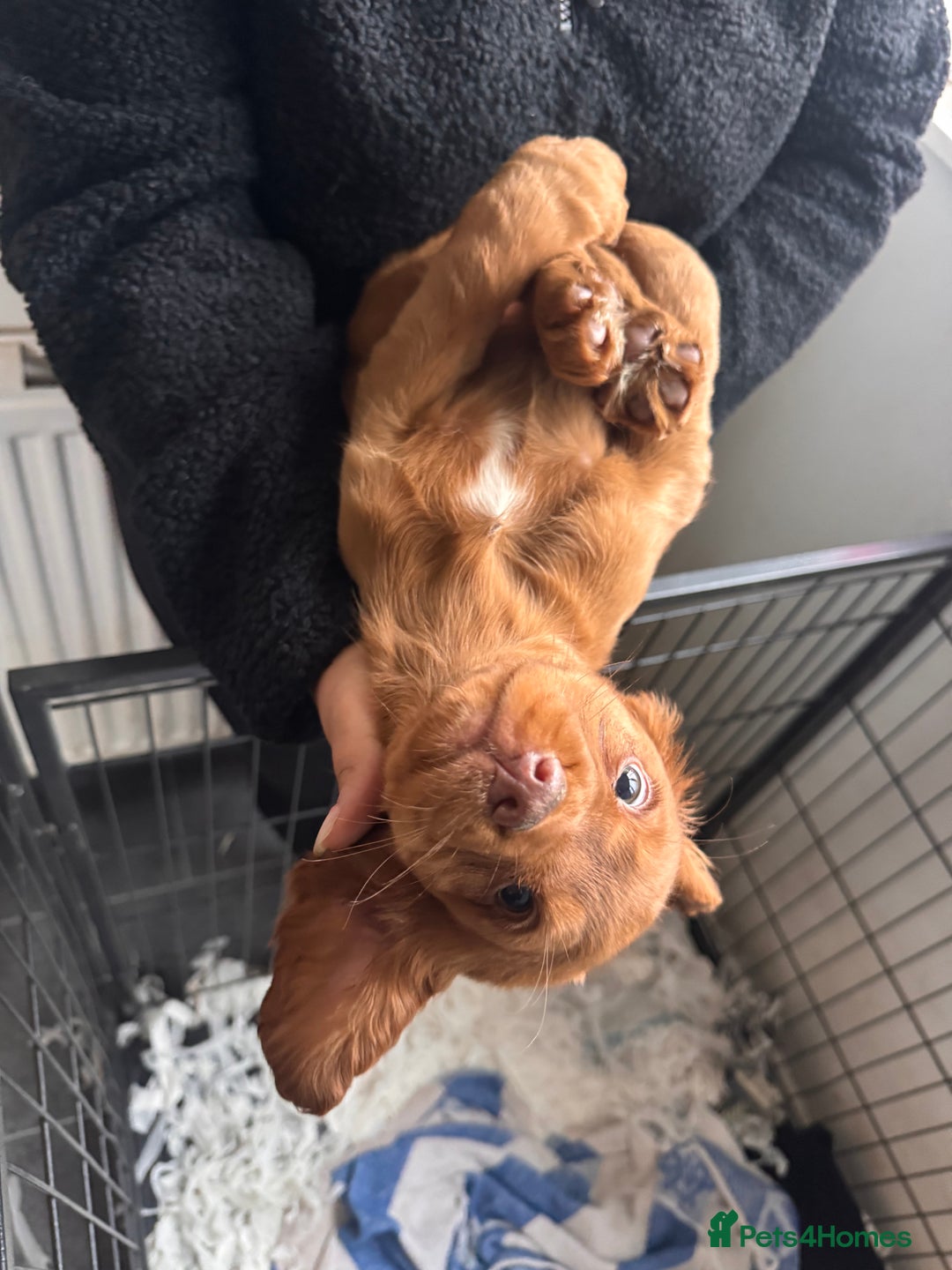 Cocker Spaniel dogs for sale: KC Reg Red Cocker Boy - Advert 3