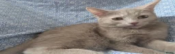 Mixed Breed cats for sale: SPECIAL discount £ only beige kitten ❤️❤️😻💓  - Advert 3