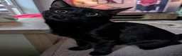 Mixed Breed cats for sale: Lovely Runa - Advert 3