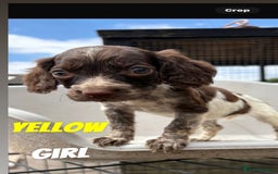 Cocker Spaniel dogs for sale: Cocker spaniel puppies  - Image 3