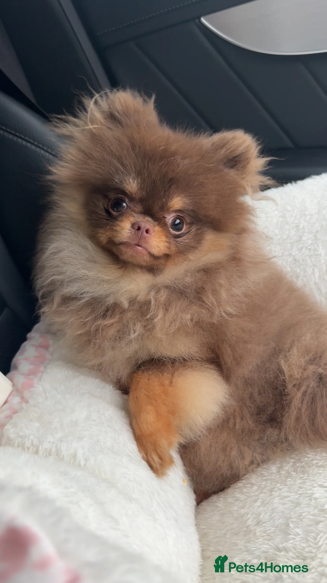 Pomeranian dogs for sale: Chocolate and Tan GIRL 🎀💖 - Advert 1