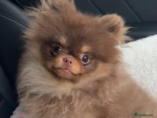 Pomeranian dogs Chocolate and Tan GIRL 🎀💖 - Advert 5
