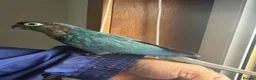 Conures birds for sale: Green check conures tamed - Advert 8
