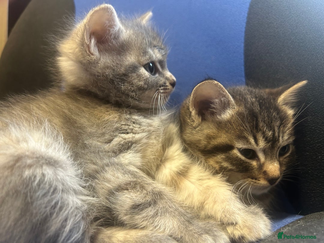 Ragdoll cats for sale: Ragdoll British Blue x beautiful furbabies - Advert 8