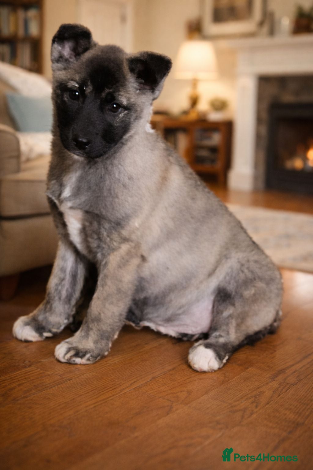 Huskita dogs Stunning little huski pups  - Advert 1