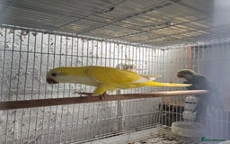 Parakeets birds for sale: Baby quakers - Image 1