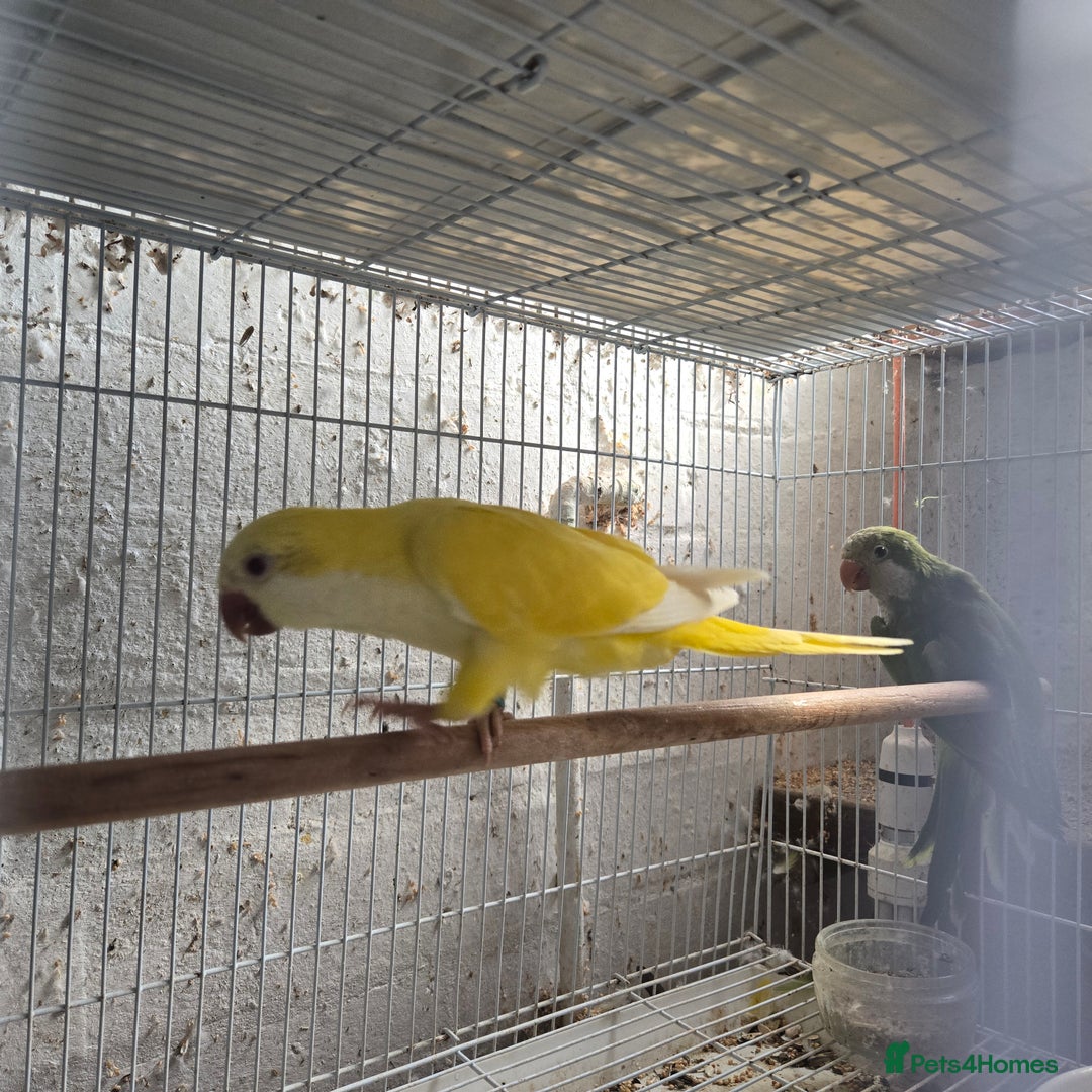 Parakeets birds for sale: Baby quakers - Image 1