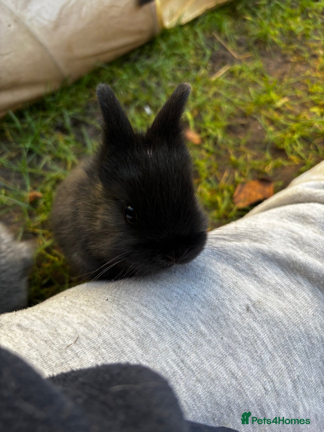 Netherland Dwarf rabbits for sale: Pure Netherland dwarf  - Advert 3