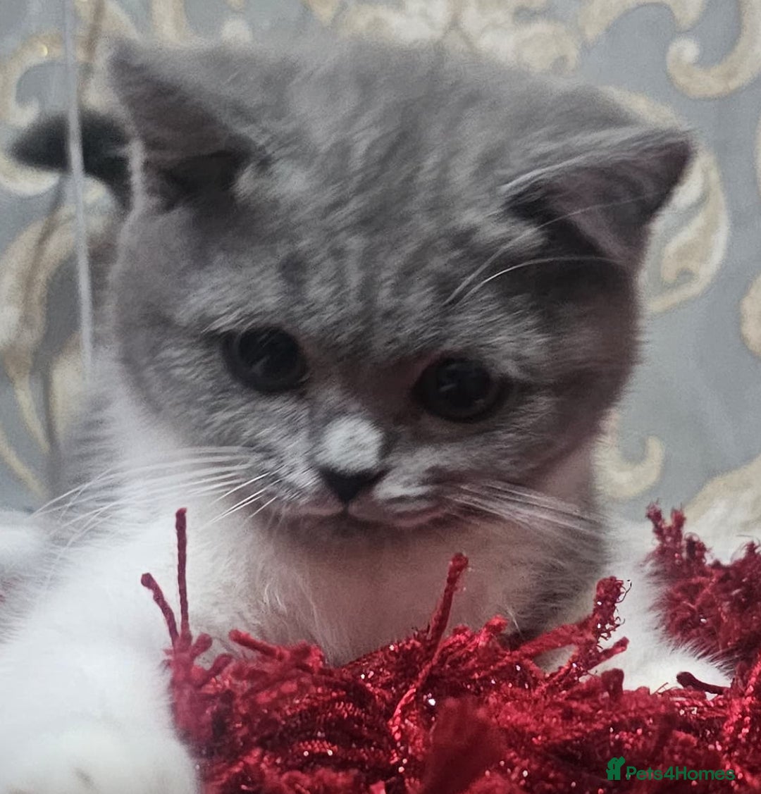 British Shorthair cats for sale: British shorthair  - Image 5