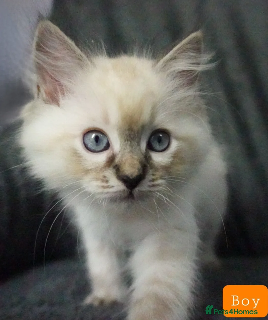 Ragdoll cats for sale: Six Ragdoll Kittens - Advert 32