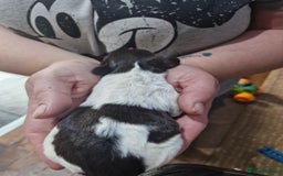 Sproodle dogs for sale: F1 Parti Sproodles 💥 REDUCED 💥 LAST TWO MALES 💥 in Kidderminster - Image 25