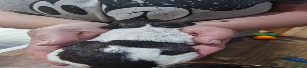 Sproodle Puppy 7