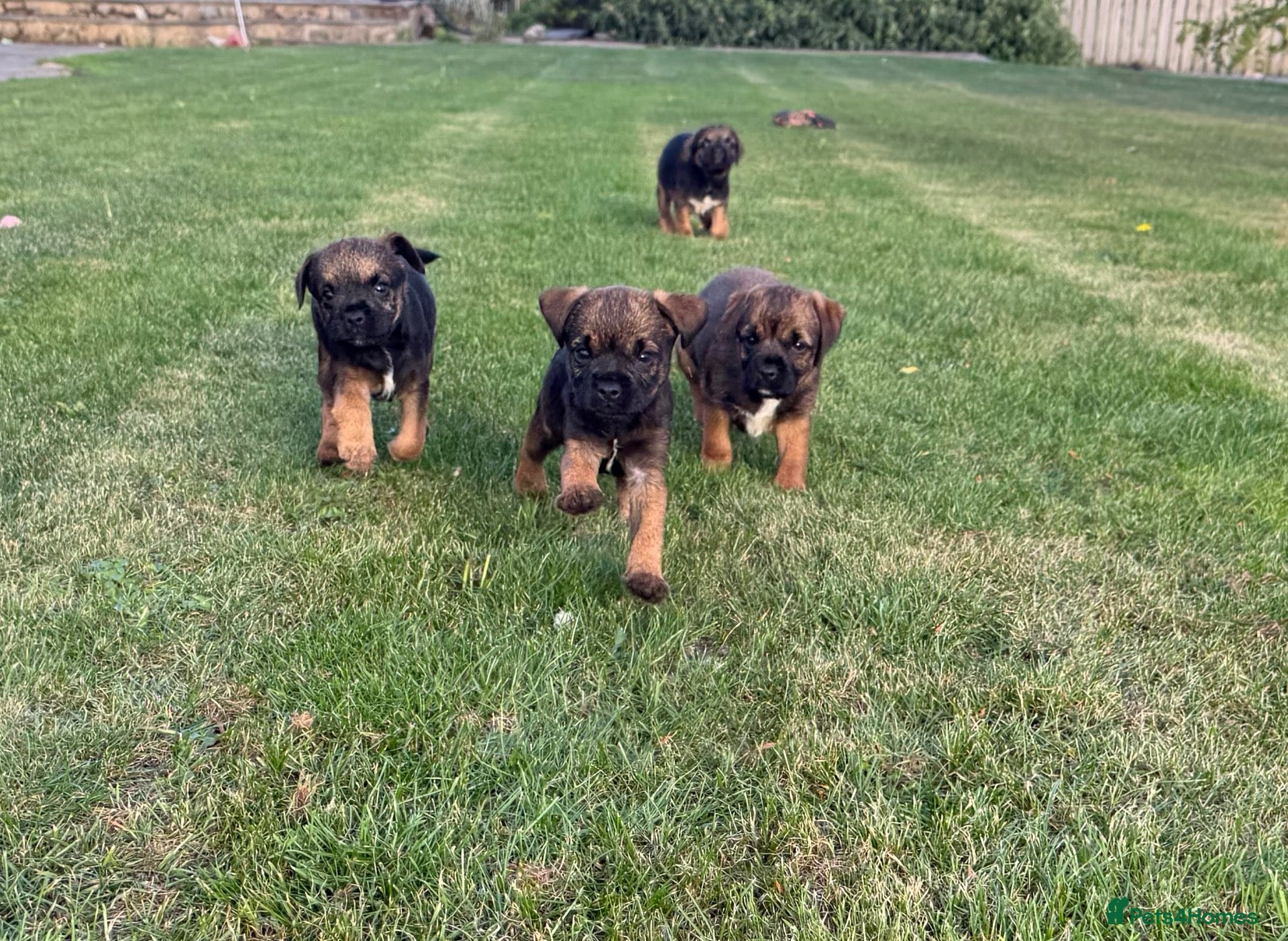 Border Terrier dogs 🧡Fabulous KC SLEM Clear Border Terriers - Advert 1