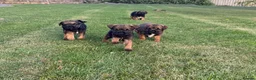 Border Terrier dogs for sale: 🧡Fabulous KC SLEM Clear Border Terriers - Advert 1