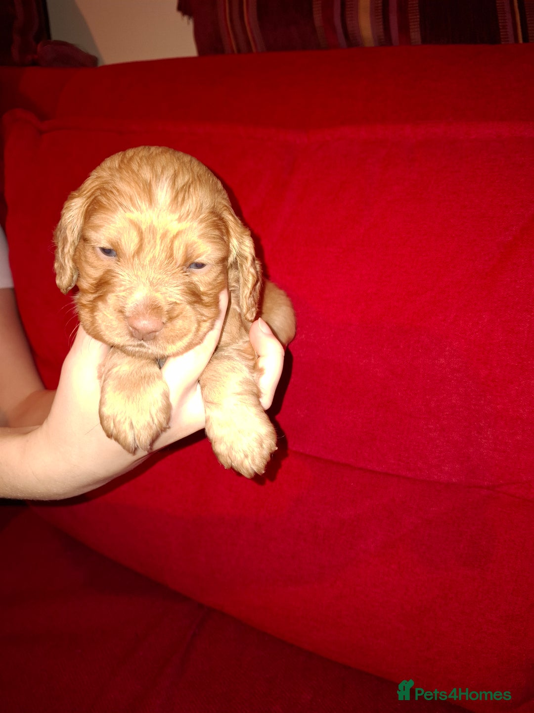Cocker Spaniel dogs for sale: KC Registered Working Cocker Spaniel Puppies - Advert 2