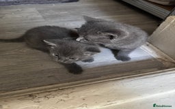 Russian Blue cats for sale: Russian Blue kittens  - Image 7