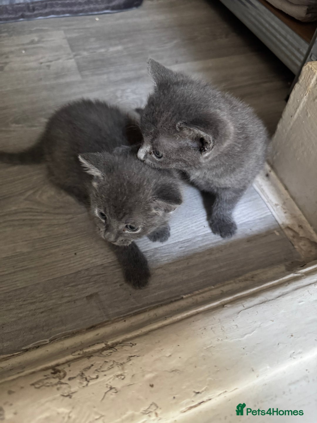 Russian Blue cats for sale: Russian Blue kittens  - Image 7