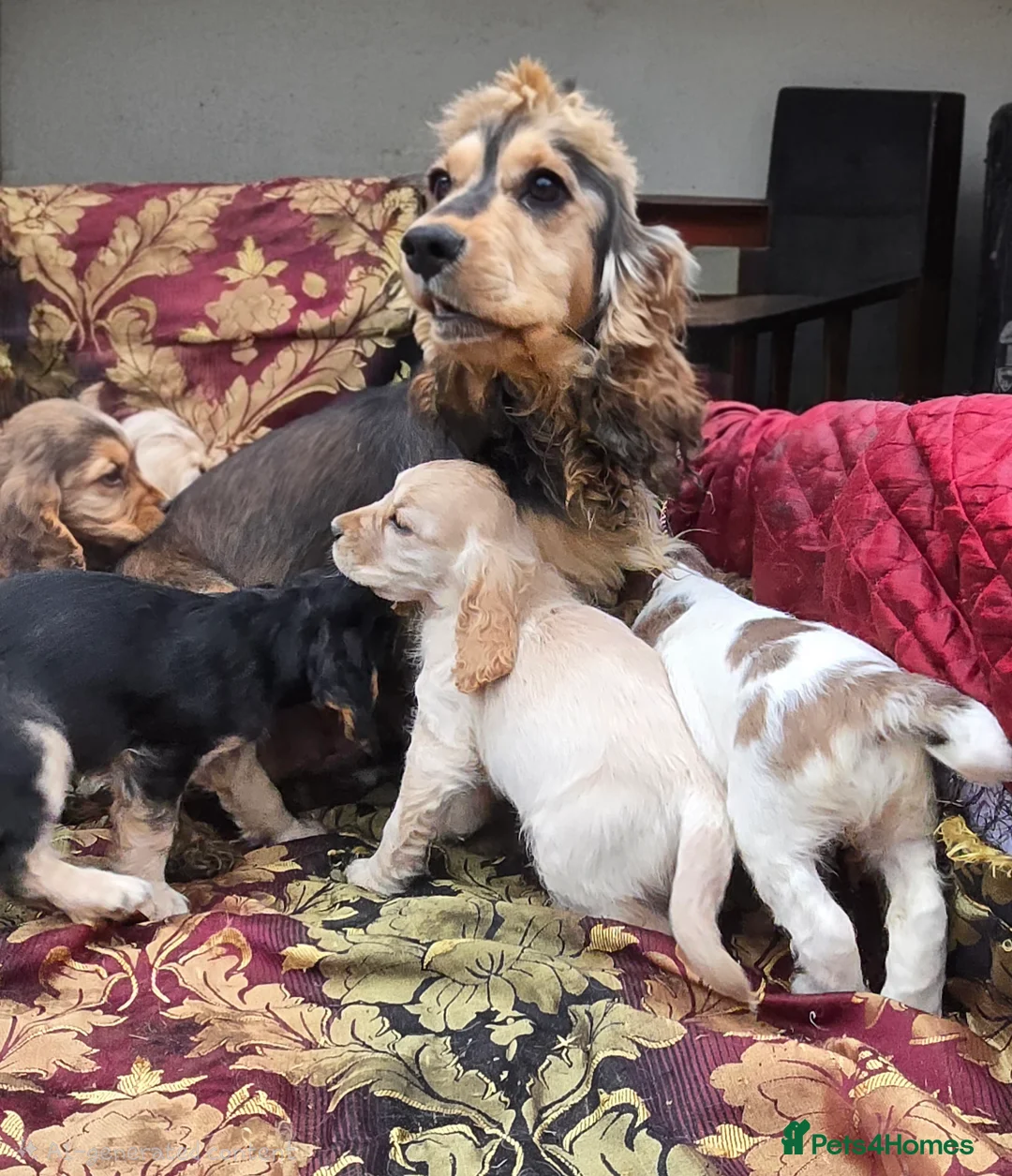 Cocker Spaniel dogs for sale: Stunning litter of cocker spaniel pups ready now. - Advert 2