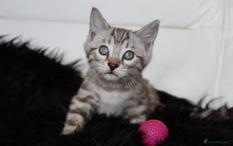 Bengal cats for sale: Gorgeous Bengal kittens - Image 5