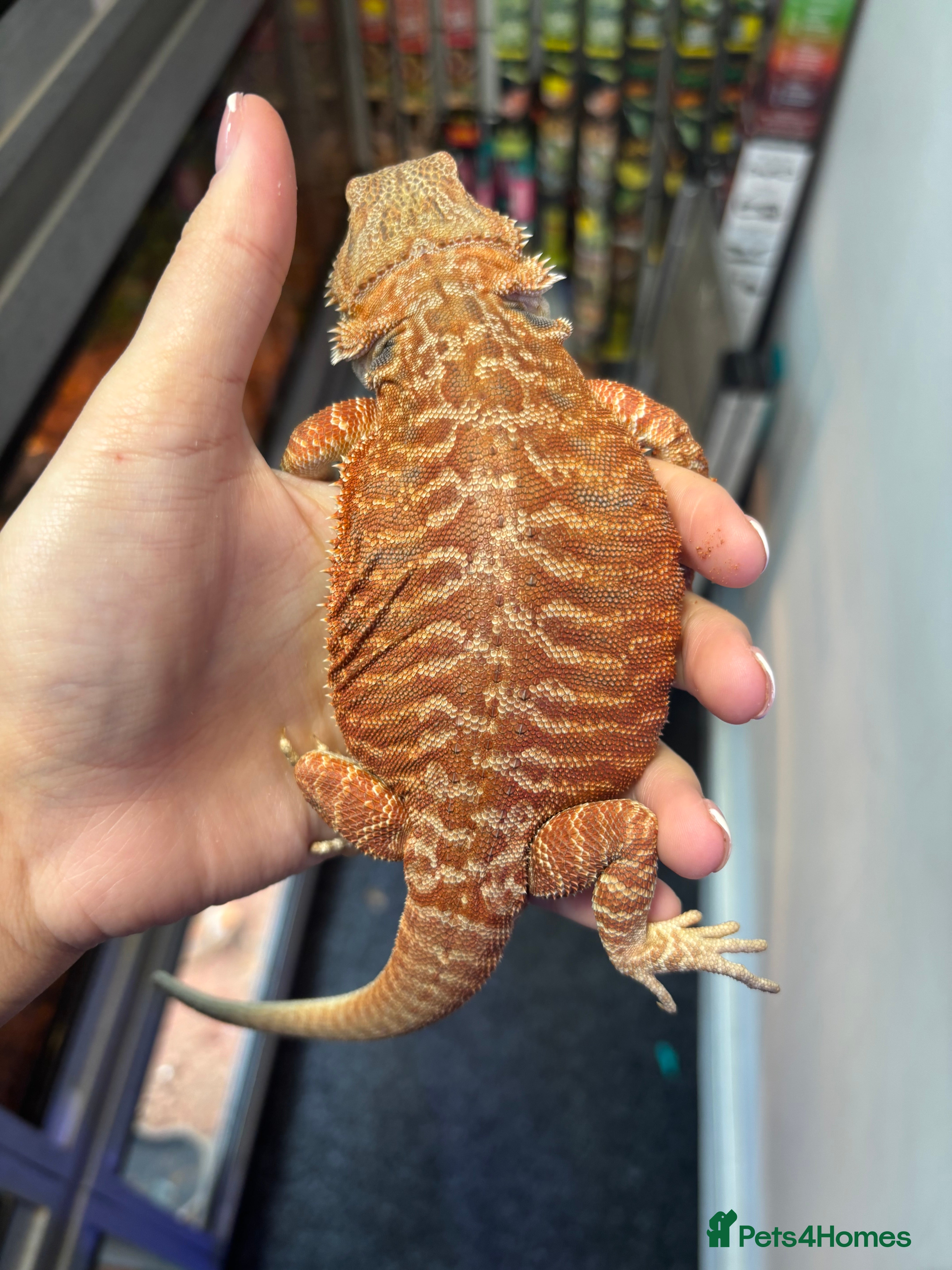 Bearded Dragon reptiles FEMALE Red leather back  - Advert 10