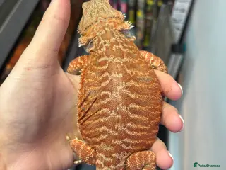 Bearded Dragon reptiles FEMALE Red leather back - Advert 10