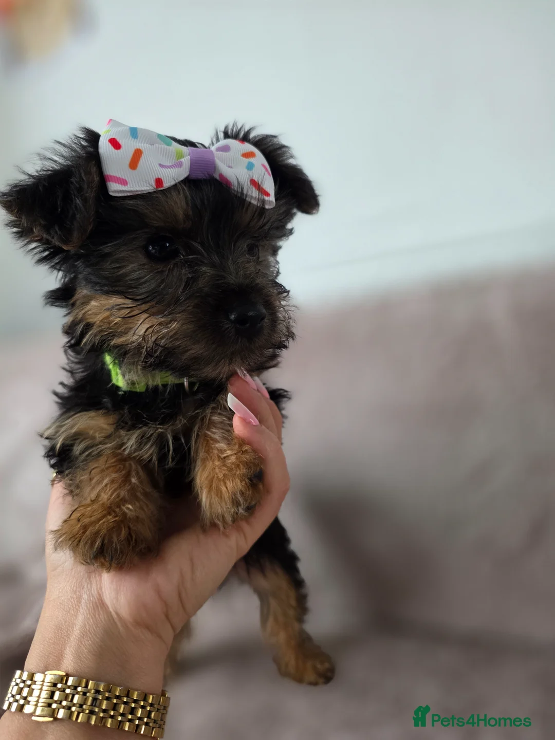 Yorkshire Terrier dogs for sale: Mini Yorkshire Terrier Puppies for Sale  in Doncaster - Advert 17