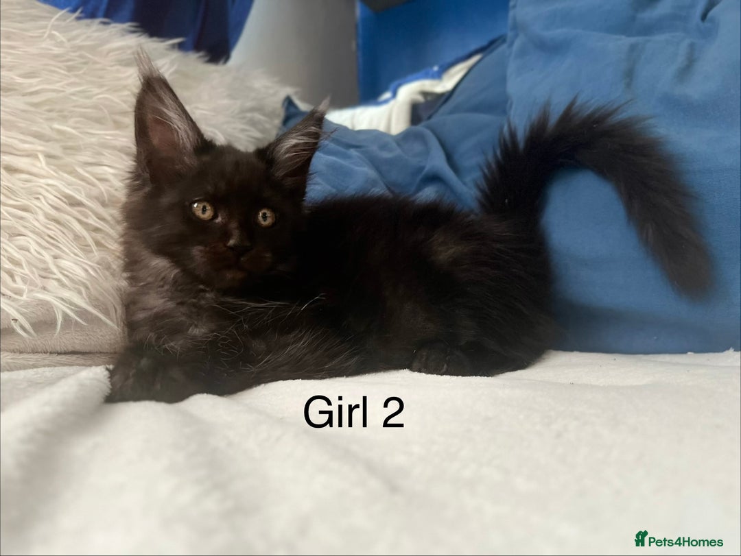 Maine Coon cats for sale: XXL  Ready Now TICA pure bread Maine Coon Kittens  - Image 11